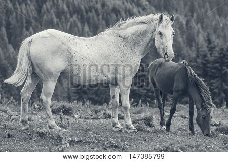 Roan White Mare With Her Foal