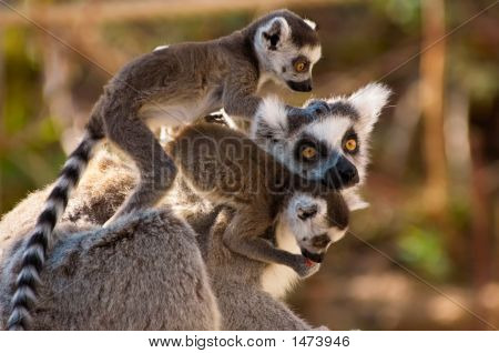 Un groupe de mignons lémurs cattas