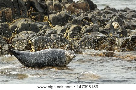 Pusa is a genus of earless seals. Island in the Pacific Ocean near Kamchatka Peninsula.