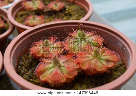 sundew carnivorous plants Drosera burmannii in pot for decoration