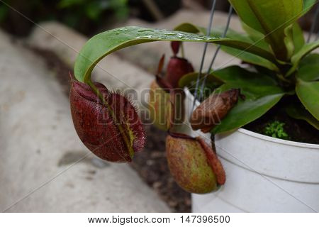 red pitcher Nepenthes canivorous plant  in pot