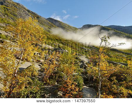 Autumn in the mountains in Norway. Colored trees and fog.