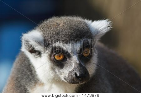 Portrait d'un lémur catta