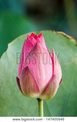 The Nature Lotus flower blooming in pond