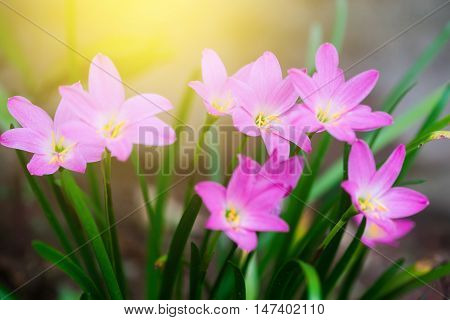Beautiful rain lily flower. Zephyranthes Lily Fairy Lily Little Witches. (Zephyranthas sp.)