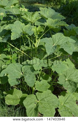 fresh green abelmoschus esculentus leaves in nature garden