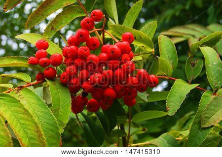 red rowan berries, harvest, plant, tree, nature, fall, season, rowan