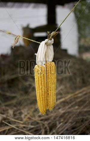 Cobs Of Corn Drying In The Open Air. Connected With Each Other Glumes. Crops Harvested From The Infi