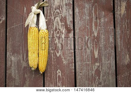 Cobs Of Corn Drying In The Open Air. Connected With Each Other Glumes. Crops Harvested From The Infi