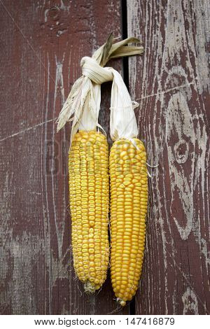 Cobs Of Corn Drying In The Open Air. Connected With Each Other Glumes. Crops Harvested From The Infi