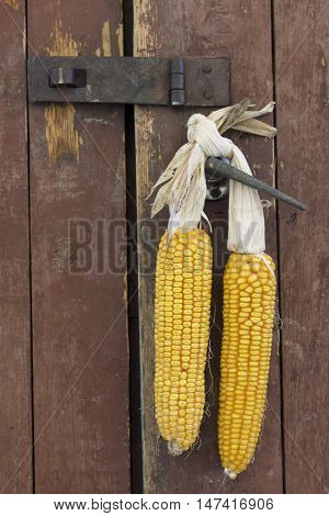 Cobs Of Corn Drying In The Open Air. Connected With Each Other Glumes. Crops Harvested From The Infi