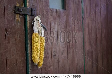 Cobs Of Corn Drying In The Open Air. Connected With Each Other Glumes. Crops Harvested From The Infi