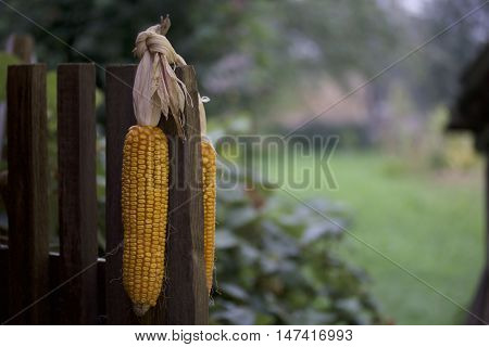 Cobs Of Corn Drying In The Open Air. Connected With Each Other Glumes. Crops Harvested From The Infi