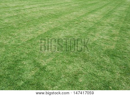 grass field in the football stadium. Use as texture and background