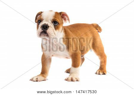 Cute puppy on the white - english bulldog puppy