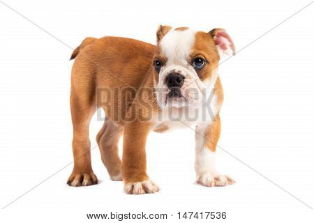 Cute puppy on the white - english bulldog puppy