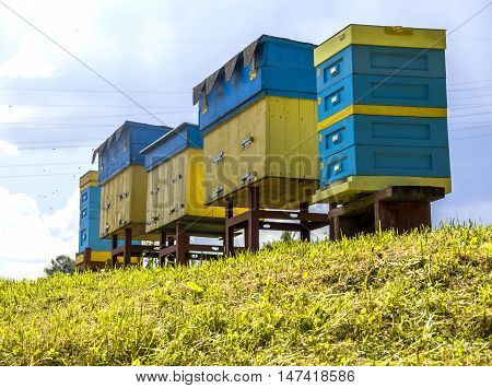the some blue and yellow beehives at the apiary