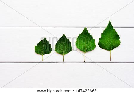Green leaves on a white wooden background. Birch leaves are like trees. Birch leaves are spread in order