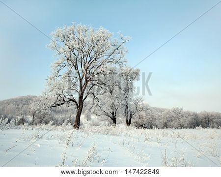 Winter Day