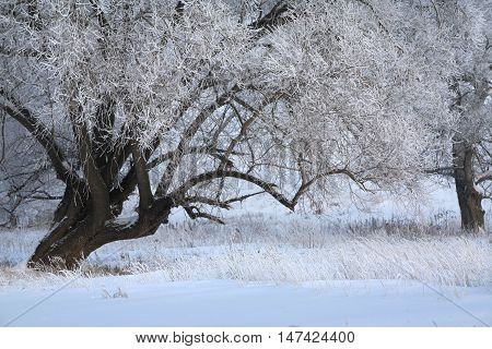 Winter Day