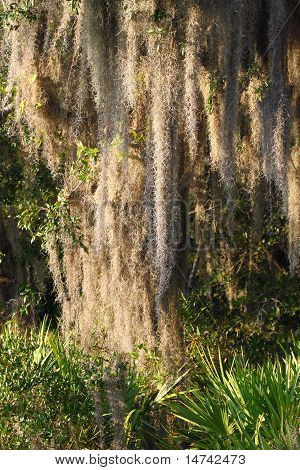 Španělský mech (Tillandsia usneoides)