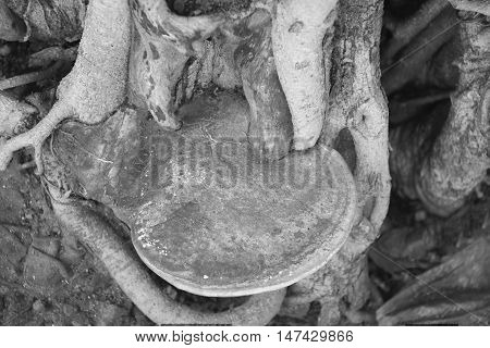 A group of poisonous mushrooms (fungus toadstools) in the forest. black and white