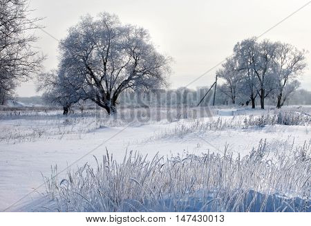 Winter Day