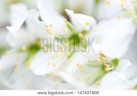 Blurry white flowers for nature background with bokeh. The first spring flowers defocused photo abstract floral background soft focus blooming trees shallow depth of field.