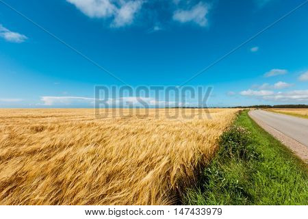 golden wheat field and blue sky