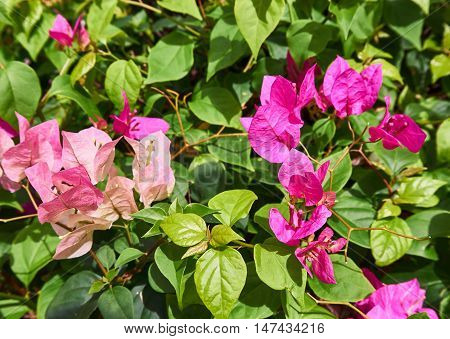 Pink Bougaville flower on branch. Pink flowers in the garden