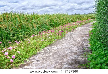 Portulaca grandiflora flower road in the countryside