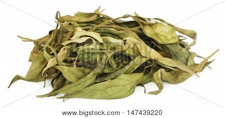 Close up of Ayurvedic medicinal Chirata leaves over white