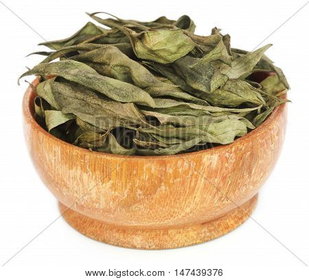 Close up of Ayurvedic medicinal Chirata leaves over white
