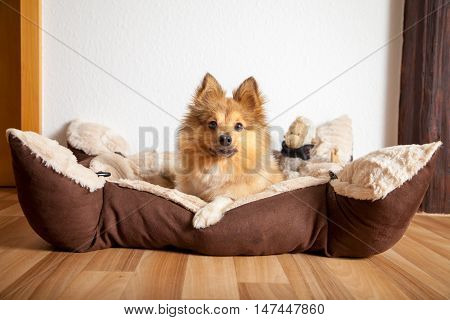 shetland sheepdog lies in his dog basket