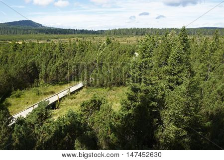 Three lake moor (Trijezerni slat), National Park Sumava, Bohemian forest, Czech Republic
