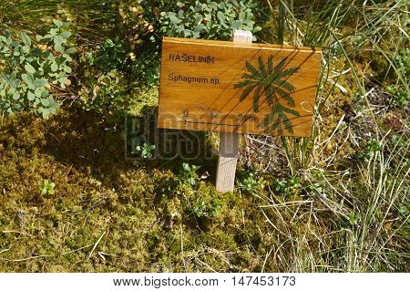 Three lake moor (Trijezerni slat), National Park Sumava, Bohemian forest, Czech Republic