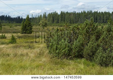 Three lake moor (Trijezerni slat), National Park Sumava, Bohemian forest, Czech Republic