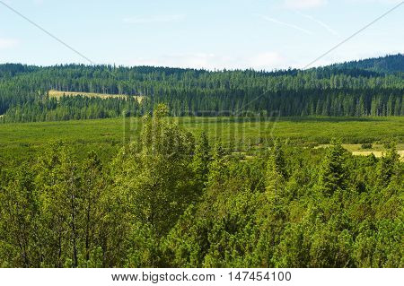 Three lake moor (Trijezerni slat), National Park Sumava, Bohemian forest, Czech Republic