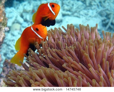 Мальдивские острова anemonefish