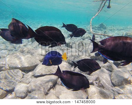 Underwater landscape on a shallow coral reef with  reef tfish, Acanthur and calm water surface in the Red sea