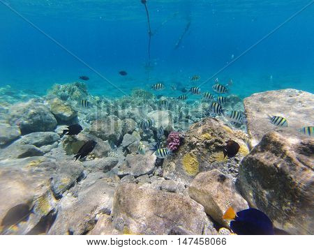 Underwater landscape on a shallow coral reef with  reef tfish, Acanthur and calm water surface in the Red sea