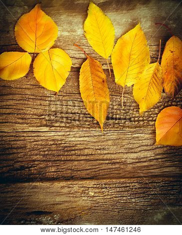 Yeallow leaves on rustic wooden background - autumn decoration
