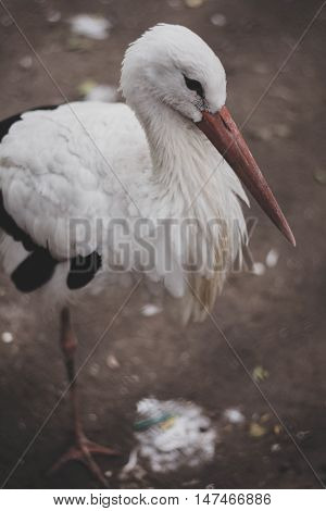 Beautiful white stork staying and dreaming there