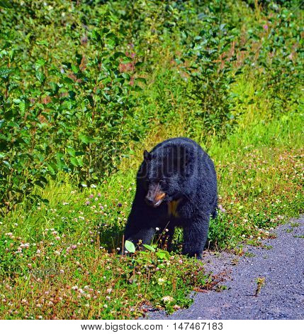 Black bear canada most familiar wild animals