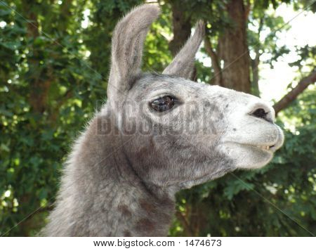 Lamadjur