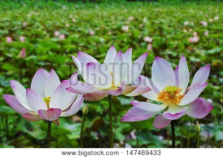 pink lotus blossom in the nature pond