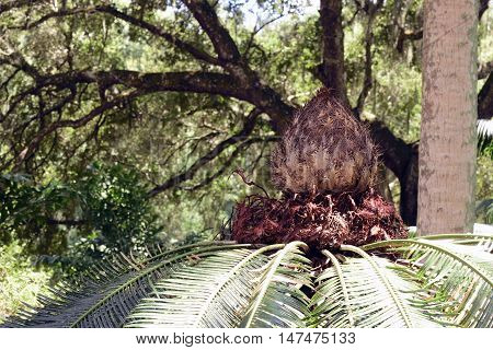 Tropical Palm tree (Dioon edule) in Florida