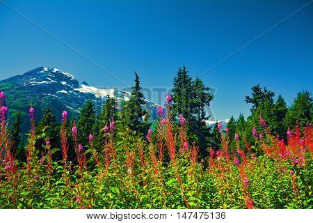 Canada summer mountains snow flowers pink trees