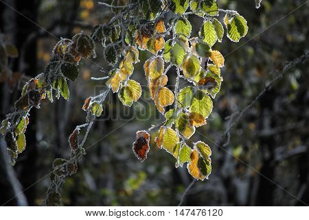 Beautiful colorful frozen foliage in the autumn