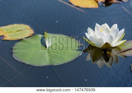 Single white water lily with nice reflection.